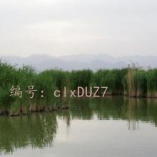 ɱ