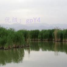 ȷ